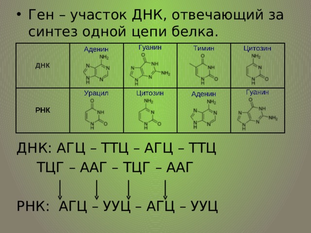 Ген – участок ДНК, отвечающий за синтез одной цепи белка. ДНК: АГЦ – ТТЦ – АГЦ – ТТЦ   ТЦГ – ААГ – ТЦГ – ААГ РНК: АГЦ – УУЦ – АГЦ – УУЦ 