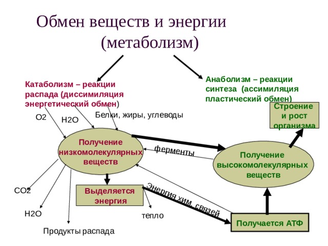 ферменты Энергия хим. связей Обмен веществ и энергии  (метаболизм) Анаболизм – реакции синтеза (ассимиляция пластический обмен) Катаболизм – реакции распада (диссимиляция энергетический обмен ) Строение и рост организма Белки, жиры, углеводы О2 Н2О Получение низкомолекулярных веществ Получение высокомолекулярных веществ СО2 Выделяется  энергия Н2О тепло Получается АТФ Продукты распада 