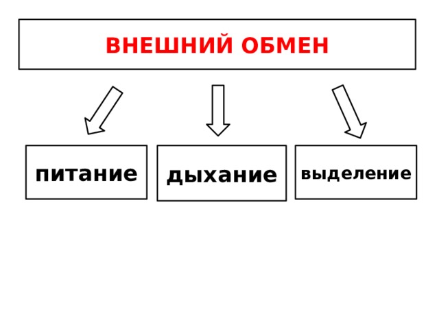 Внешний обмен питание дыхание выделение 