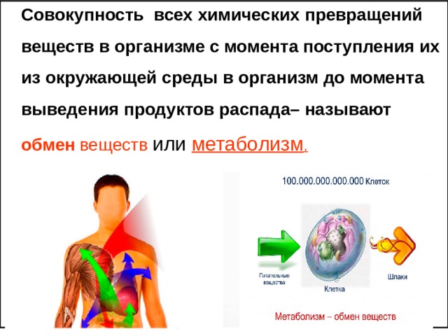  Совокупность всех химических превращений веществ в организме с момента поступления их из окружающей среды в организм до момента выведения продуктов распада– называют обмен  веществ  или метаболизм . 
