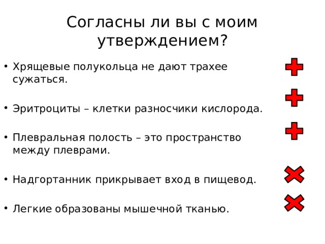 Согласны ли вы с моим утверждением? Хрящевые полукольца не дают трахее сужаться. Эритроциты – клетки разносчики кислорода. Плевральная полость – это пространство между плеврами. Надгортанник прикрывает вход в пищевод. Легкие образованы мышечной тканью. 