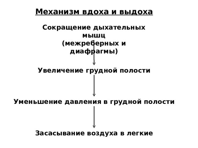 Механизм вдоха и выдоха Сокращение дыхательных мышц (межреберных и диафрагмы) Увеличение грудной полости Уменьшение давления в грудной полости Засасывание воздуха в легкие 