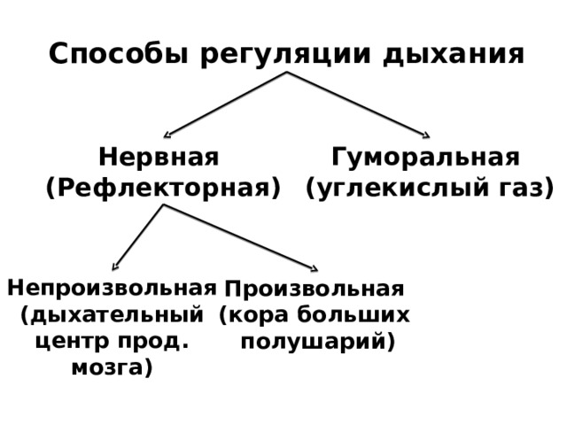 Способы регуляции дыхания Нервная Гуморальная (Рефлекторная) (углекислый газ) Непроизвольная (дыхательный центр прод. мозга) Произвольная (кора больших полушарий) 