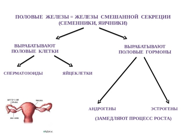 Половые железы = железы смешанной секреции (семенники, яичники) вырабатывают половые клетки вырабатывают половые гормоны сперматозоиды яйцеклетки андрогены эстрогены (Замедляют процесс роста) 