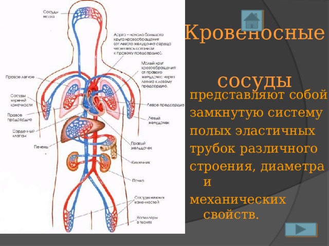 Кровеносные  сосуды представляют собой замкнутую систему полых эластичных трубок различного строения, диаметра и механических свойств. 