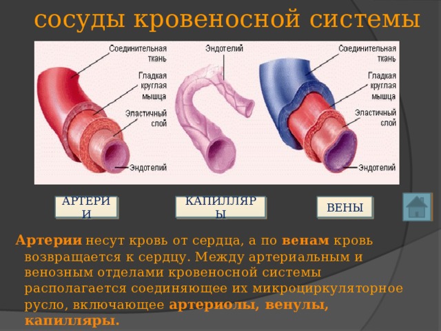 сосуды кровеносной системы АРТЕРИИ КАПИЛЛЯРЫ ВЕНЫ Артерии  несут кровь от сердца, а по венам  кровь возвращается к сердцу. Между артериальным и венозным отделами кровеносной системы располагается соединяющее их микроциркуляторное русло, включающее артериолы, венулы, капилляры. 
