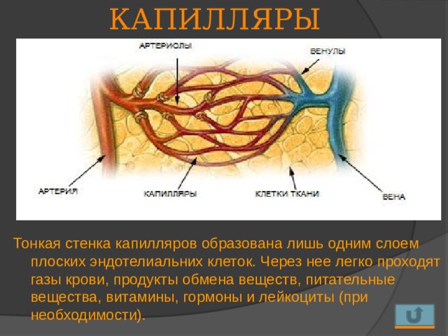 КАПИЛЛЯРЫ Строение капилляров было описано в 1661 г. Мальпиги.   Стенка состоит:  1 слой эндотелия;  Функции:  1. структурная,  2. опорная,  3. грубый фильтр. Тонкая стенка капилляров образована лишь одним слоем плоских эндотелиальних клеток. Через нее легко проходят газы крови, продукты обмена веществ, питательные вещества, витамины, гормоны и лейкоциты (при необходимости).    