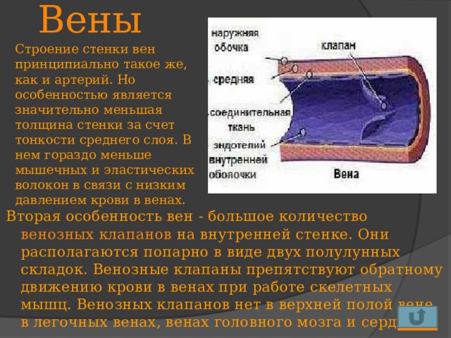 Вены Строение стенки вен принципиально такое же, как и артерий. Но особенностью является значительно меньшая толщина стенки за счет тонкости среднего слоя. В нем гораздо меньше мышечных и эластических волокон в связи с низким давлением крови в венах. Вторая особенность вен - большое количество венозных клапанов на внутренней стенке. Они располагаются попарно в виде двух полулунных складок. Венозные клапаны препятствуют обратному движению крови в венах при работе скелетных мышц. Венозных клапанов нет в верхней полой вене, в легочных венах, венах головного мозга и сердца. 