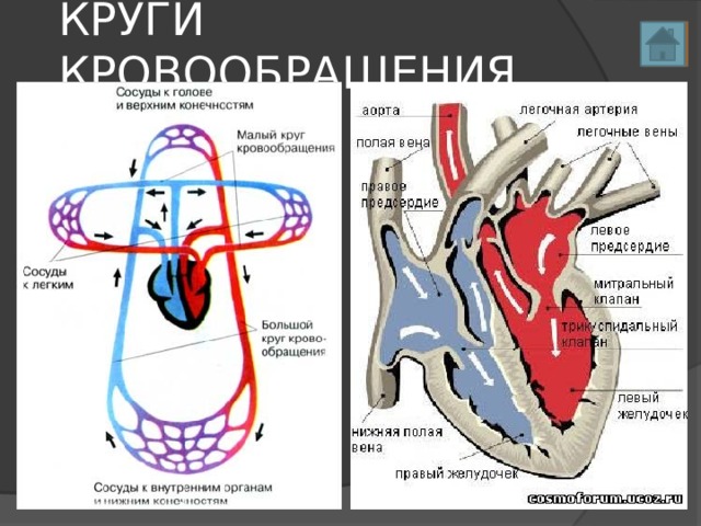 КРУГИ КРОВООБРАЩЕНИЯ 