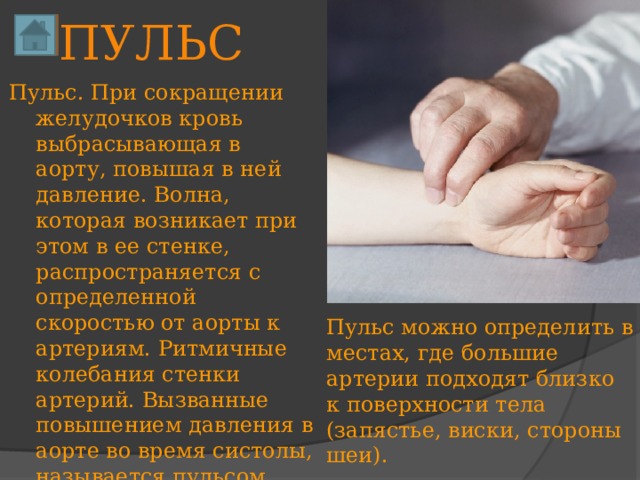 ПУЛЬС Пульс. При сокращении желудочков кровь выбрасывающая в аорту, повышая в ней давление. Волна, которая возникает при этом в ее стенке, распространяется с определенной скоростью от аорты к артериям. Ритмичные колебания стенки артерий. Вызванные повышением давления в аорте во время систолы, называется пульсом. Пульс можно определить в местах, где большие артерии подходят близко к поверхности тела (запястье, виски, стороны шеи). 