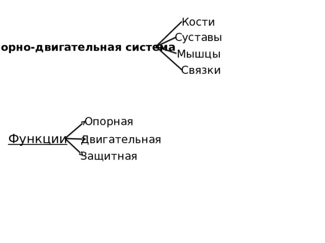 Кости Суставы Опорно-двигательная система Мышцы Связки Опорная Функции Двигательная Защитная 