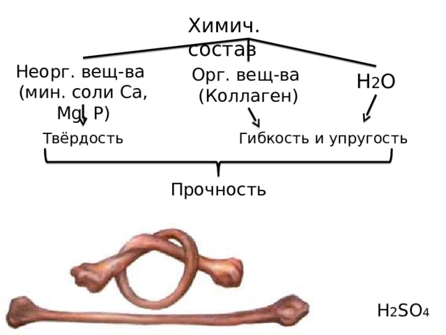 Химич. состав Неорг. вещ-ва (мин. соли Ca, Mg, P) Орг. вещ-ва (Коллаген) Н 2 О Твёрдость Гибкость и упругость Прочность H 2 SO 4 