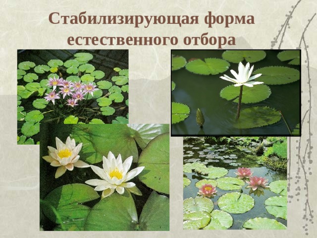 Стабилизирующая форма естественного отбора 