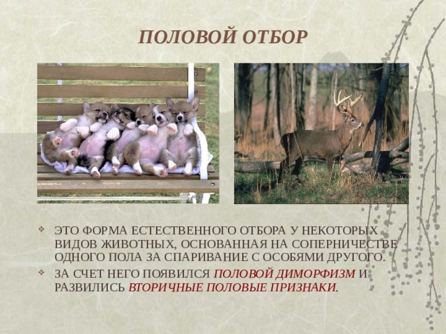 ПОЛОВОЙ ОТБОР ЭТО ФОРМА ЕСТЕСТВЕННОГО ОТБОРА У НЕКОТОРЫХ ВИДОВ ЖИВОТНЫХ, ОСНОВАННАЯ НА СОПЕРНИЧЕСТВЕ ОДНОГО ПОЛА ЗА СПАРИВАНИЕ С ОСОБЯМИ ДРУГОГО. ЗА СЧЕТ НЕГО ПОЯВИЛСЯ ПОЛОВОЙ ДИМОРФИЗМ  И РАЗВИЛИСЬ ВТОРИЧНЫЕ ПОЛОВЫЕ ПРИЗНАКИ. 