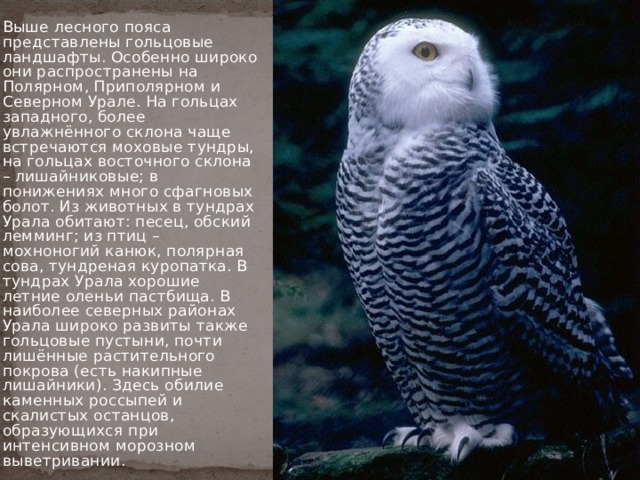 Выше лесного пояса представлены гольцовые ландшафты. Особенно широко они распространены на Полярном, Приполярном и Северном Урале. На гольцах западного, более увлажнённого склона чаще встречаются моховые тундры, на гольцах восточного склона – лишайниковые; в понижениях много сфагновых болот. Из животных в тундрах Урала обитают: песец, обский лемминг; из птиц – мохноногий канюк, полярная сова, тундреная куропатка. В тундрах Урала хорошие летние оленьи пастбища. В наиболее северных районах Урала широко развиты также гольцовые пустыни, почти лишённые растительного покрова (есть накипные лишайники). Здесь обилие каменных россыпей и скалистых останцов, образующихся при интенсивном морозном выветривании. 