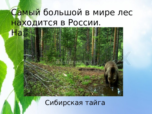 Самый большой в мире лес находится в России. Назовите его. Сибирская тайга 