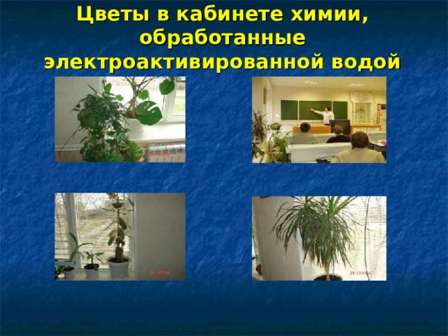 Цветы в кабинете химии, обработанные электроактивированной водой 
