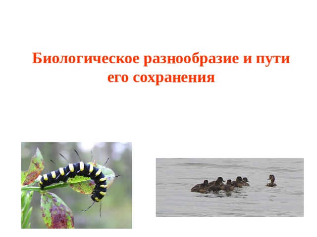 Биологическое разнообразие и пути его сохранения 