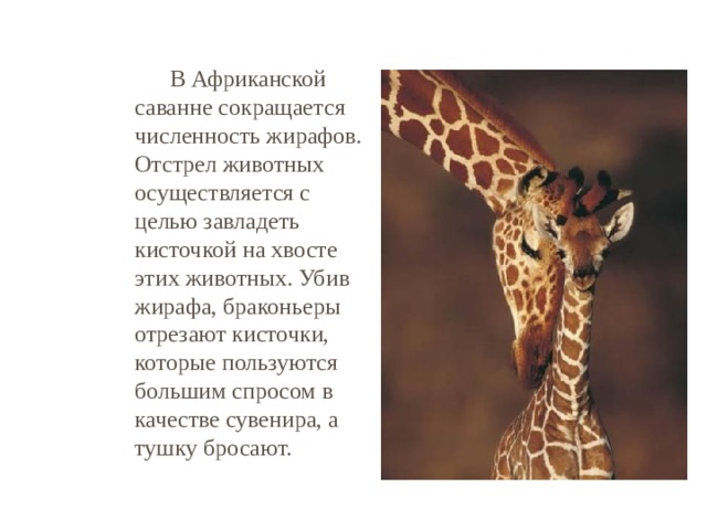    В Африканской саванне сокращается численность жирафов. Отстрел животных осуществляется с целью завладеть кисточкой на хвосте этих животных. Убив жирафа, браконьеры отрезают кисточки, которые пользуются большим спросом в качестве сувенира, а тушку бросают. 