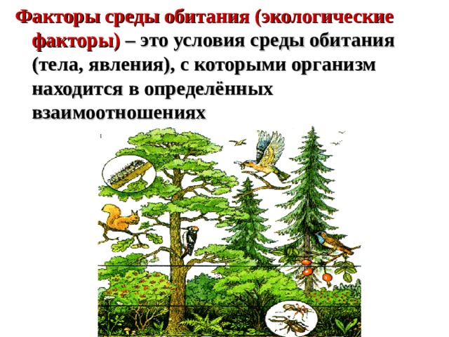 Факторы среды обитания (экологические факторы) – это условия среды обитания (тела, явления), с которыми организм находится в определённых взаимоотношениях  