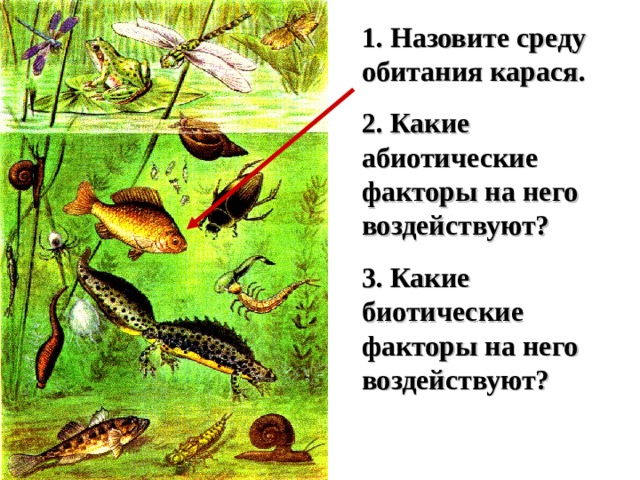 1. Назовите среду обитания карася. 2. Какие абиотические факторы на него воздействуют? 3. Какие биотические факторы на него воздействуют?   