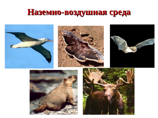 Наземно-воздушная среда 