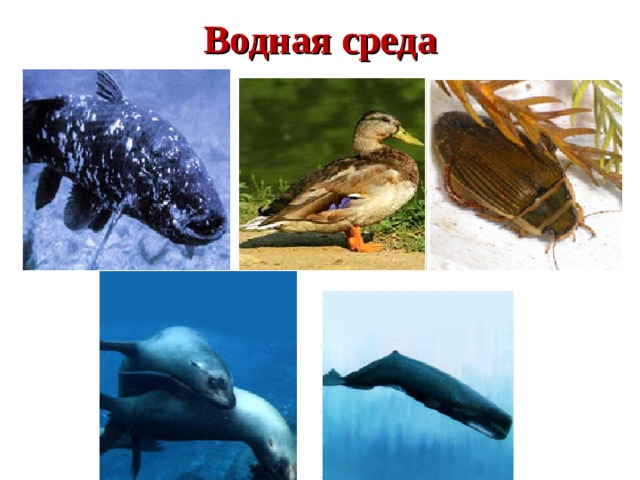 Водная среда 