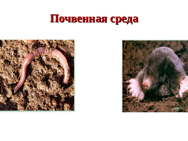 Почвенная среда 