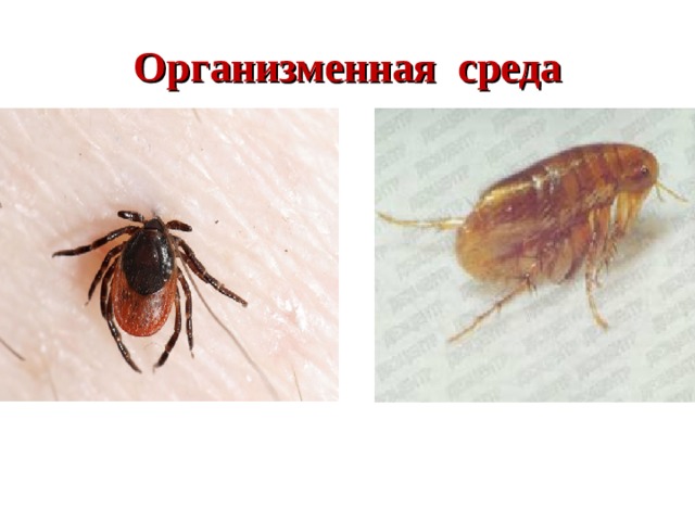 Организменная среда 