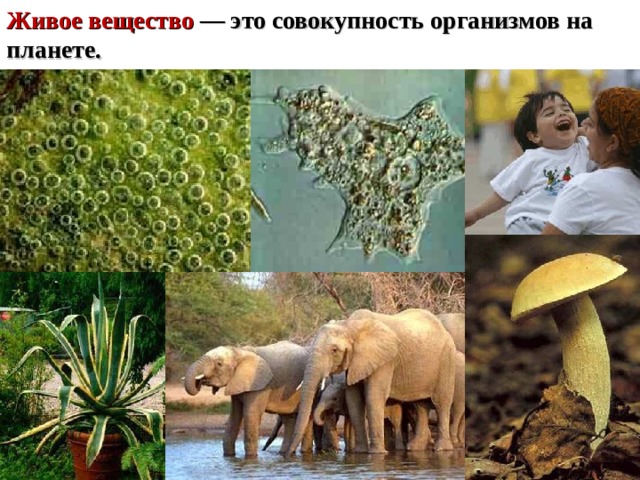 Живое вещество — это совокупность организмов на планете. 