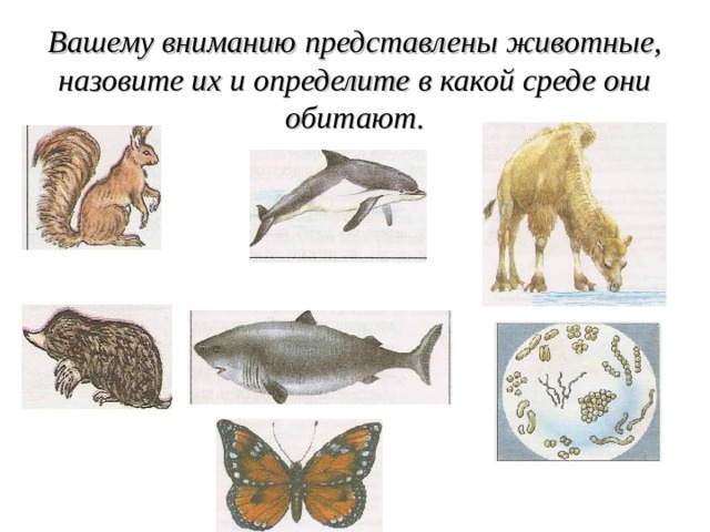 Вашему вниманию представлены животные, назовите их и определите в какой среде они обитают. 