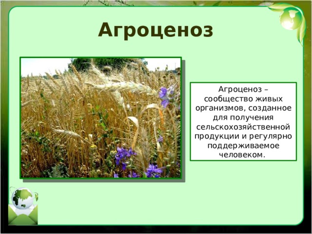 Агроценоз Агроценоз – сообщество живых организмов, созданное для получения сельскохозяйственной продукции и регулярно поддерживаемое человеком. 