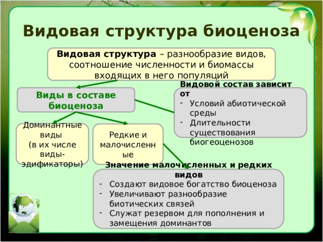 Видовая структура биоценоза Видовая структура – разнообразие видов, соотношение численности и биомассы входящих в него популяций Виды в составе биоценоза Видовой состав зависит от Условий абиотической среды Длительности существования биогеоценозов Доминантные виды (в их числе виды-эдификаторы) Редкие и малочисленные Значение малочисленных и редких видов Создают видовое богатство биоценоза Увеличивают разнообразие биотических связей Служат резервом для пополнения и замещения доминантов 