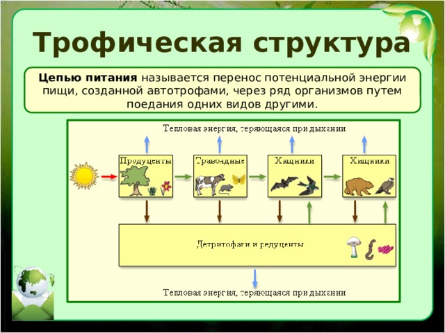 Трофическая структура Цепью питания называется перенос потенциальной энергии пищи, созданной автотрофами, через ряд организмов путем поедания одних видов другими. 