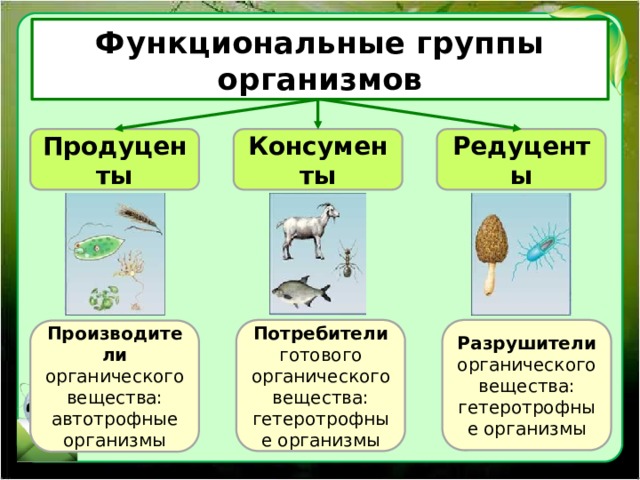Функциональные группы организмов Продуценты Консументы Редуценты Разрушители органического вещества: гетеротрофные организмы Потребители готового органического вещества: гетеротрофные организмы Производители органического вещества: автотрофные организмы 