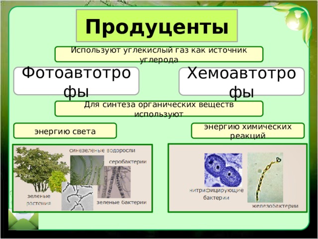 Продуценты Используют углекислый газ как источник углерода Фотоавтотрофы Хемоавтотрофы Для синтеза органических веществ используют энергию света энергию химических реакций 
