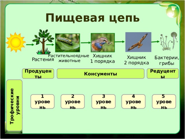 Трофические уровни Пищевая цепь Хищник 1 порядка Растительноядные животные Хищник 2 порядка Бактерии, грибы Растения Редуценты Продуценты Консументы 2 уровень 3 4 уровень 5 1 уровень уровень уровень 