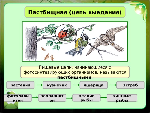 Пастбищная (цепь выедания) Пищевые цепи, начинающиеся с фотосинтезирующих организмов, называются пастбищными . растения кузнечик ящерица ястреб мелкие рыбы зоопланктон хищные рыбы фитопланктон 