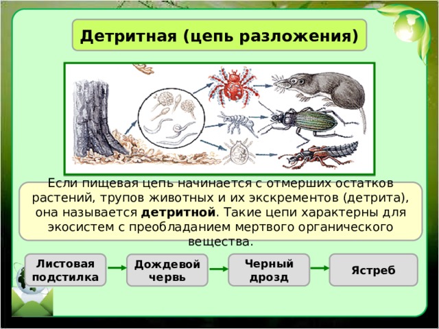 Детритная (цепь разложения) Если пищевая цепь начинается с отмерших остатков растений, трупов животных и их экскрементов (детрита), она называется детритной . Такие цепи характерны для экосистем с преобладанием мертвого органического вещества. Листовая подстилка Черный дрозд Ястреб Дождевой червь 