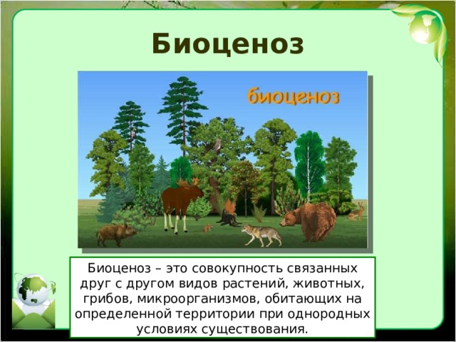 Биоценоз Биоценоз – это совокупность связанных друг с другом видов растений, животных, грибов, микроорганизмов, обитающих на определенной территории при однородных условиях существования. 