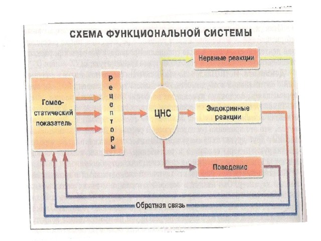 БОБРОВСКАЯ Е.В. 
