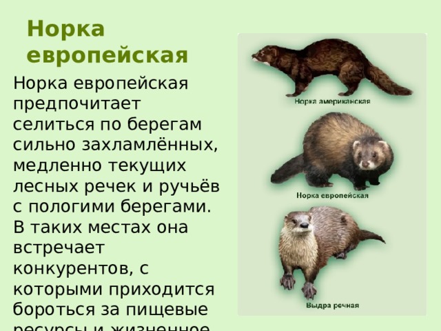 Норка европейская Норка европейская предпочитает селиться по берегам сильно захламлённых, медленно текущих лесных речек и ручьёв с пологими берегами. В таких местах она встречает конкурентов, с которыми приходится бороться за пищевые ресурсы и жизненное пространство.  