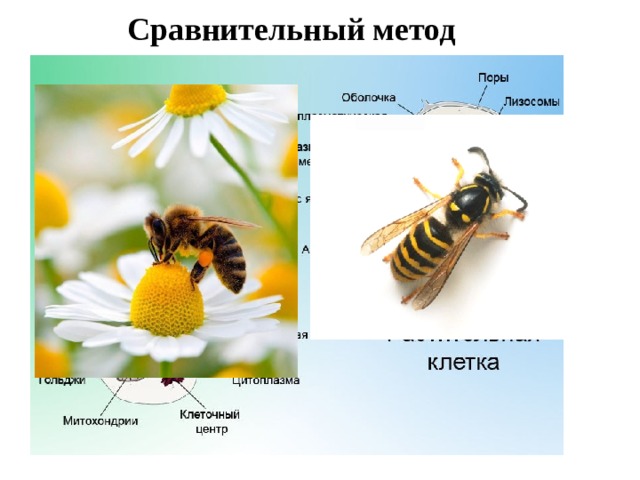Сравнительный метод 