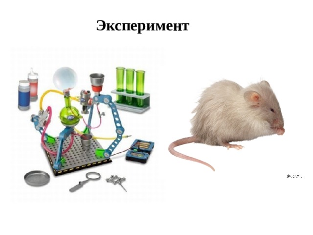 Эксперимент 