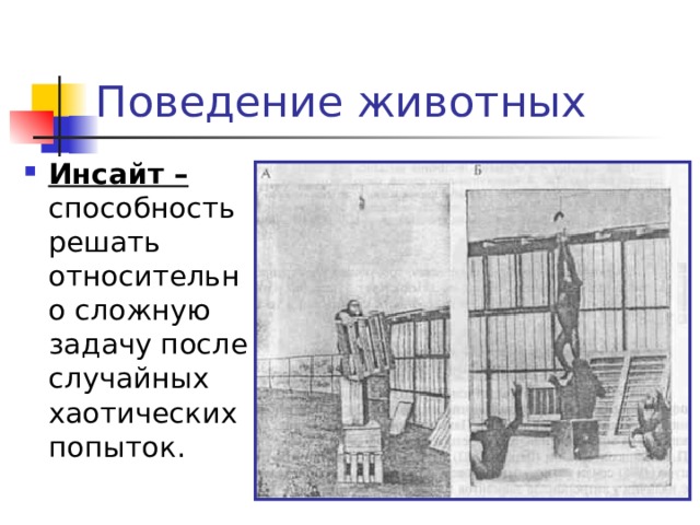 Поведение животных Инсайт – способность решать относительно сложную задачу после случайных хаотических попыток. 