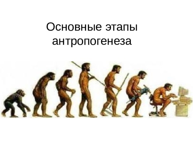 Основные этапы антропогенеза 