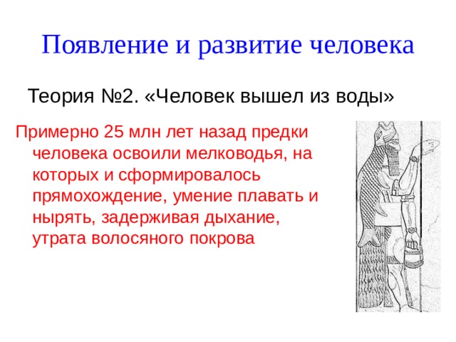 Появление и развитие человека Теория №2. «Человек вышел из воды» Примерно 25 млн лет назад предки человека освоили мелководья, на которых и сформировалось прямохождение, умение плавать и нырять, задерживая дыхание, утрата волосяного покрова 