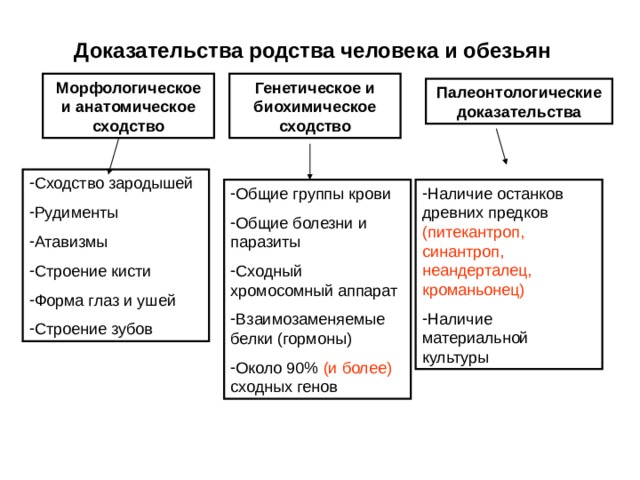 Доказательства родства человека и обезьян Морфологическое и анатомическое сходство Генетическое и биохимическое сходство Палеонтологические доказательства Сходство зародышей Рудименты Атавизмы Строение кисти Форма глаз и ушей Строение зубов Общие группы крови Общие болезни и паразиты Сходный хромосомный аппарат Взаимозаменяемые белки (гормоны) Около 90% (и более) сходных генов Наличие останков древних предков (питекантроп, синантроп, неандерталец, кроманьонец) Наличие материальной культуры 