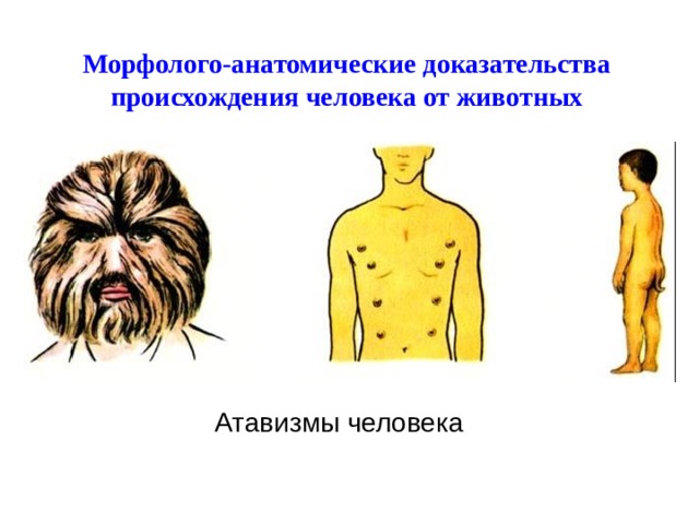 Морфолого-анатомические доказательства происхождения человека от животных Атавизмы человека 