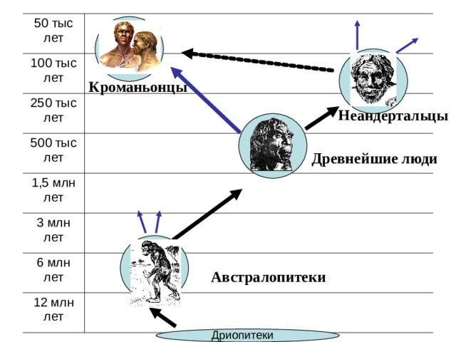 50 тыс лет 100 тыс лет 250 тыс лет 500 тыс лет 1,5 млн лет 3 млн лет 6 млн лет 12 млн лет Кроманьонцы Неандертальцы Древнейшие люди Австралопитеки Дриопитеки 